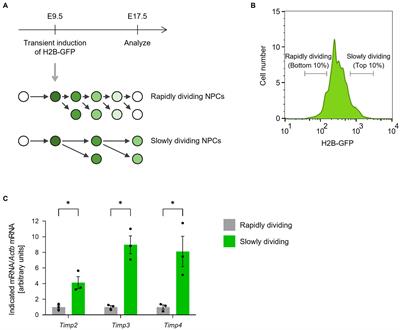 TIMP3 promotes the maintenance of neural stem-progenitor cells in the mouse subventricular zone